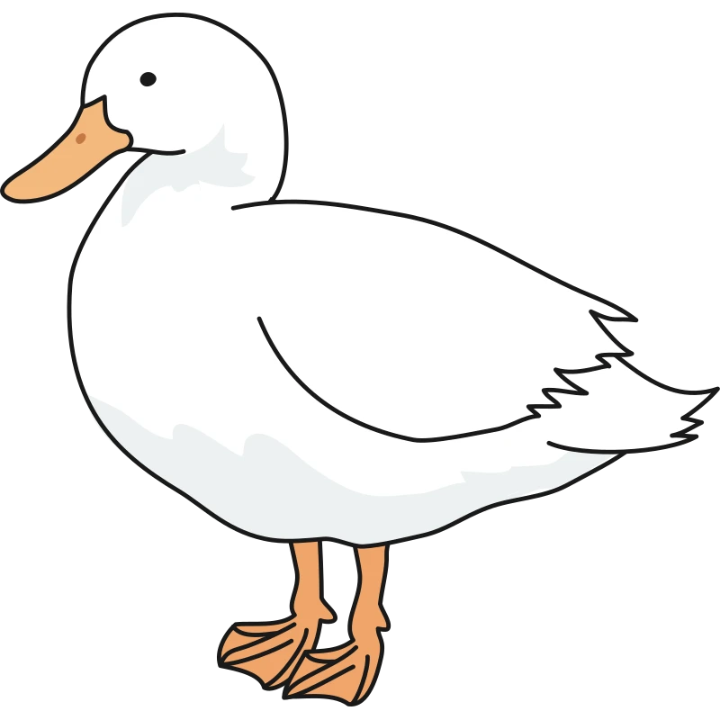 A duck