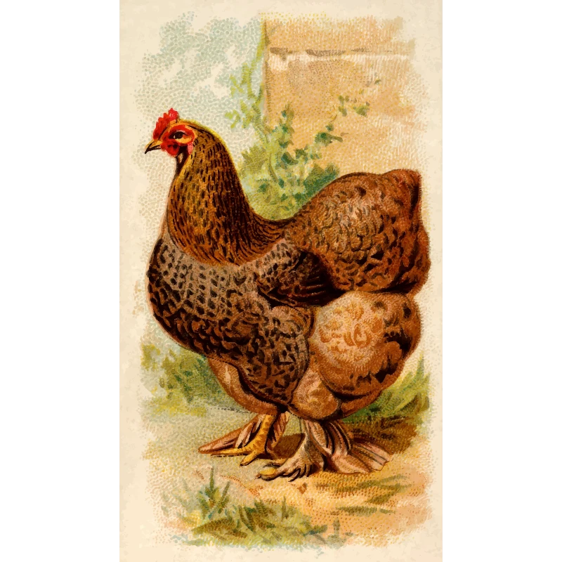 A hen