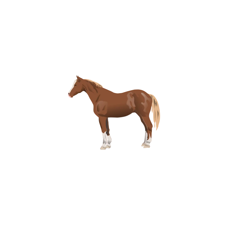 A horse