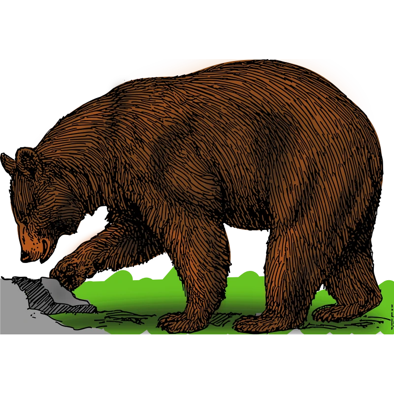 A bear