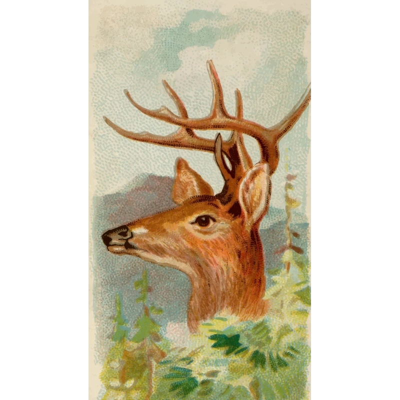 A deer