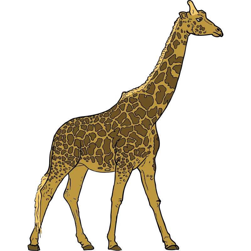 A giraffe
