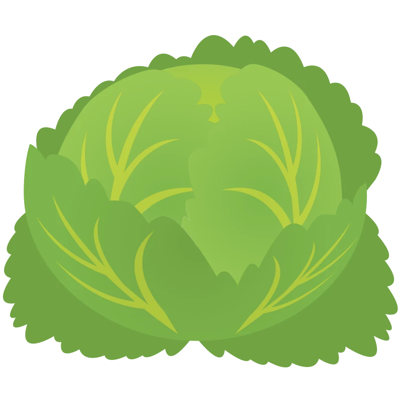 A green cabbage